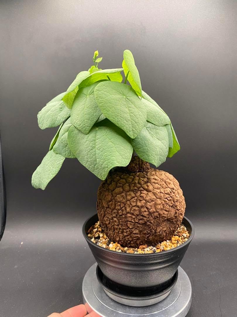 【極上美株/塊根植物】ステファニア スベローサ　セレクト小株　発根済み 極美株/塊根植物】ステファニア スベローサ セレクト中株 発根済み